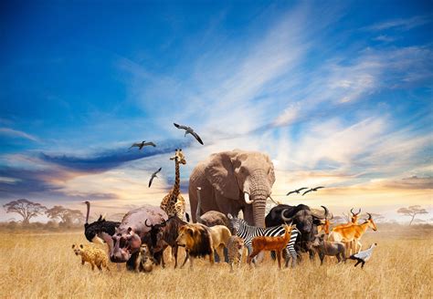 Group African animals - Wallpaper