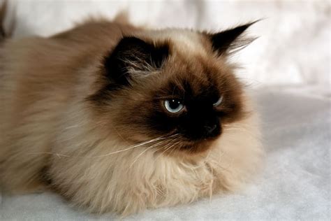 Himalayan Cat Colors - Top 10 Colors from Common to Rare