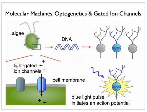 Bioengineering of the Future: Optogenetics – SQ Online