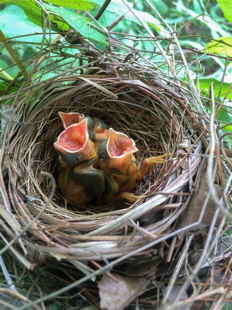 Yellow-breasted Chat Nest with [IMAGE] | EurekAlert! Science News Releases