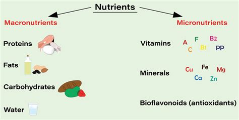 Macronutrients: What They Are and Why They're Important?