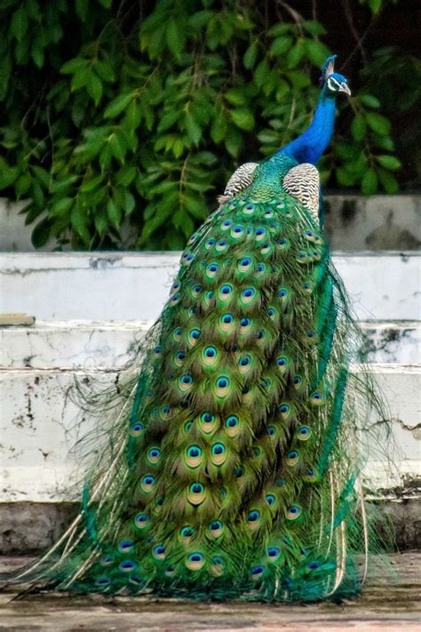 Beautiful Peacock Bird in Nature