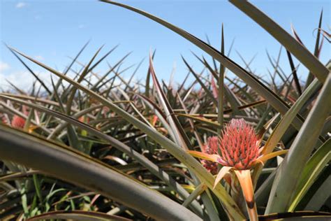 90+ Pineapple Plantation Maui Hawaii Stock Photos, Pictures & Royalty ...