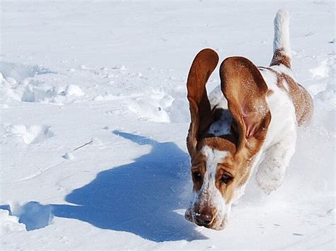 Flying along | Basset hound, Basset, Hound