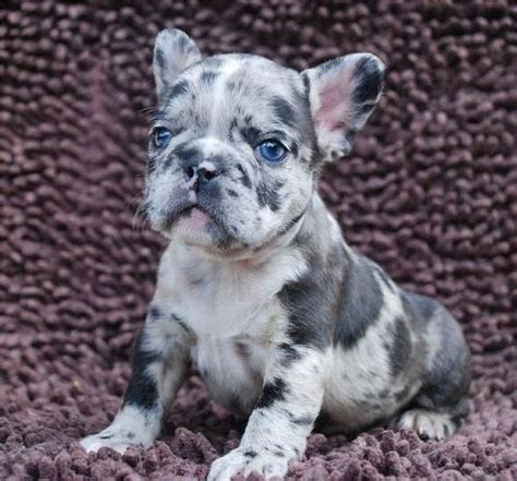 Rare French Bulldog Colors - Designer French Bulldogs