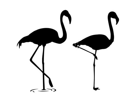 Premium Vector | Flamingo silhouette vector flamingo