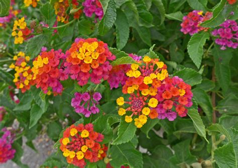 Lantana camara Profile – California Invasive Plant Council