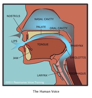 How the Voice Works – Resonance Voice Training