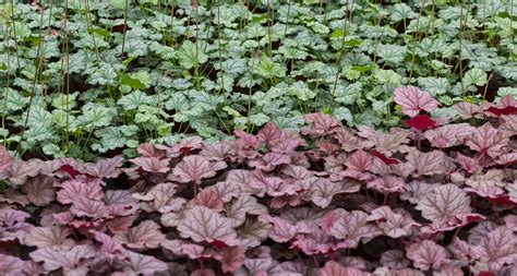 Grow Heuchera ‘Coral Bells’ For Pronounced Foliage That Changes Colour ...