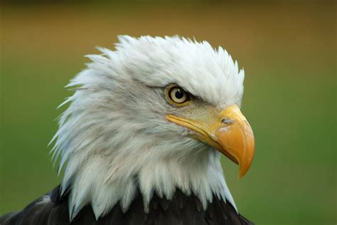 File:Bald Eagle Head.jpg - Wikimedia Commons