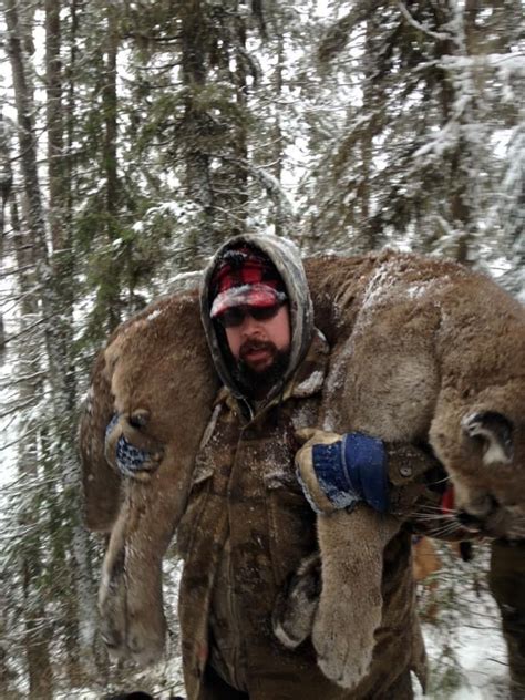 Cougar and Lynx Hunting in BC For Non-Residentials - AlphaDog Outdoors