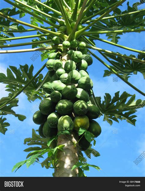 Papaya Fruits On Tree Image & Photo (Free Trial) | Bigstock