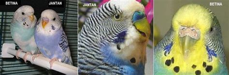 Perbedaan Burung Parkit Jantan Dan Betina