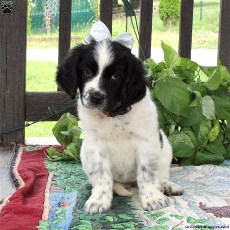 Luna - Newfoundland Mix Puppy For Sale in Pennsylvania