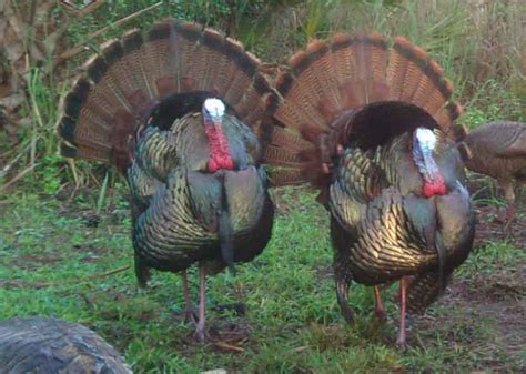 Big Cypress Swamp November 2009