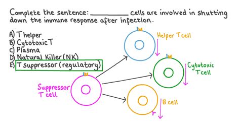 Suppressor T Cells Would Function Best in Which Situation - NathenkruwCochran