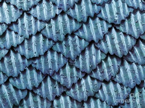 Blacktip Reef Shark Skin, Sem Photograph by Ted Kinsman - Fine Art America