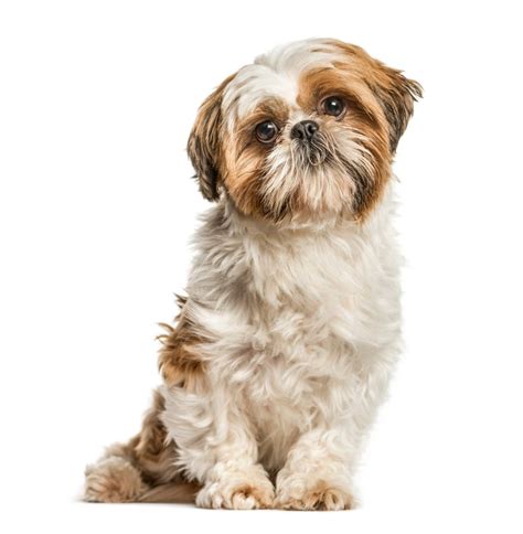 Shih Tzu Rear Leg Problems - Shih Tzu Dog