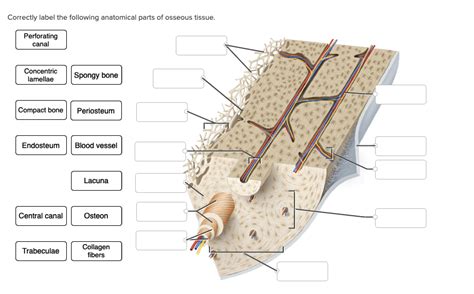 Solved Correctly label the following anatomical parts of | Chegg.com