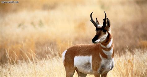 Incredible Animals: Pronghorn/Pronghorn Antelope:Second-Fastest Land Animal