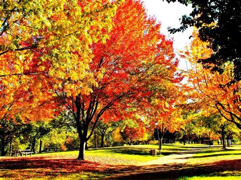 Fall Color in Eugene Oregon. Sometimes I miss seasons. | Oregon falls, Eugene oregon, Visit oregon