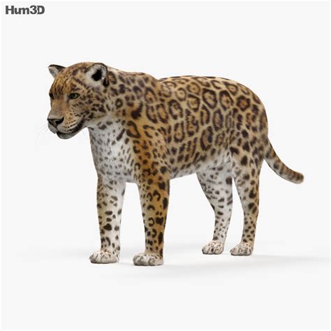 Animated Jaguar HD 3D model - Animals on Hum3D