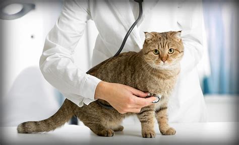 7 Signs Your Cat Might Be Sick | Cats Are On Top