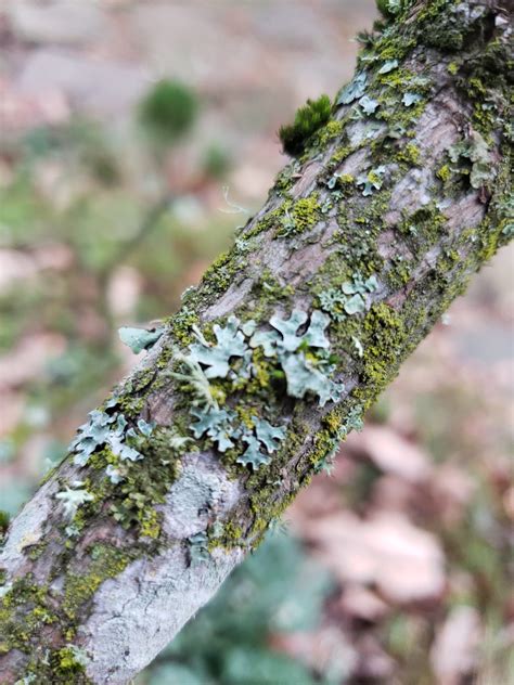 Tree-Dwelling Lichen - For The Love Of Trees, LLC : For The Love Of ...