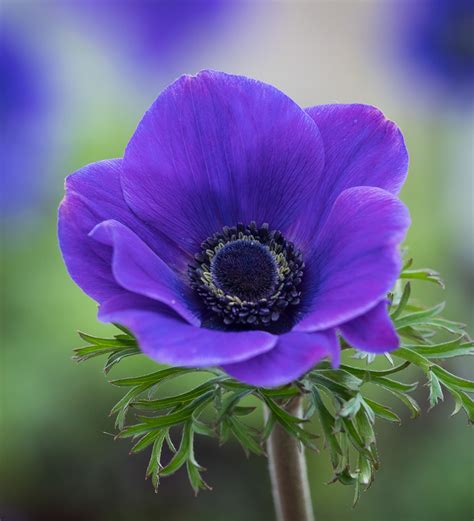 Buy Anemone coronaria 'Jerusalem Blue' | Sarah Raven