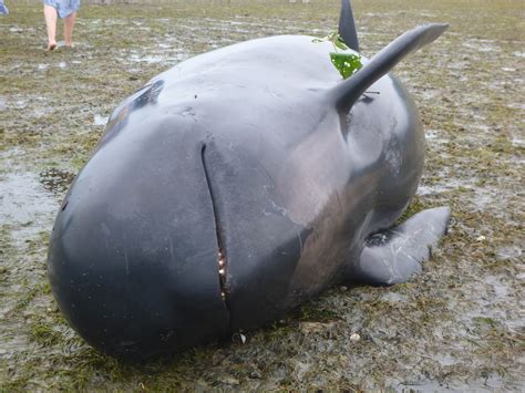 Pilot Whale Stranding in New Zealand - Team Giddyup