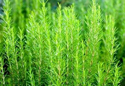 Winter Care for Rosemary Plants | Planet Natural