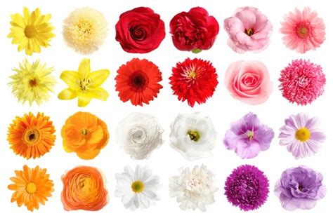 Different Colours Flowers Royalty-Free Images, Stock Photos & Pictures ...