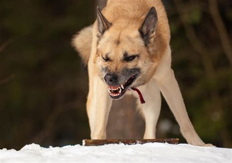 Everything You Need to Know About Fear Aggression in Dogs