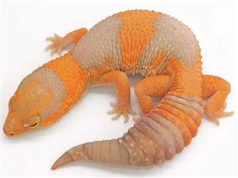 13 Amazing African Fat Tail Gecko Morphs [With Pictures] | Being Reptiles