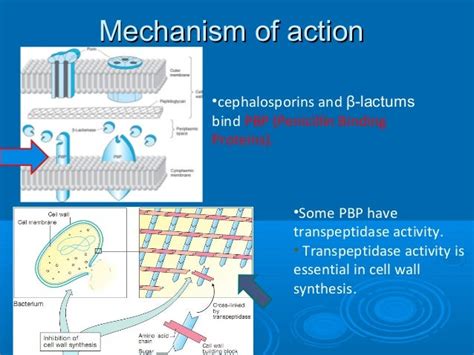 Cephalosporin Mechanism Of Action - cloudshareinfo