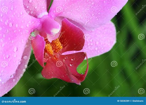 Pink Orchid Flower Close Up Stock Image - Image of details, nature: 5828289