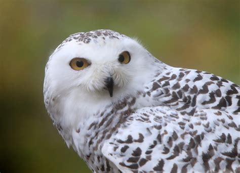 Winter Storm: Snowy Owl - Nature Blog