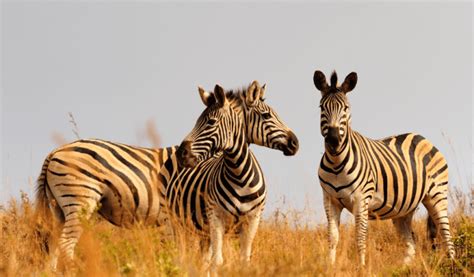 Plains Zebra - Facts, Diet & Habitat Information