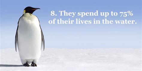 25 Fun Penguin Facts About Everyone's Favorite Flightless Birds