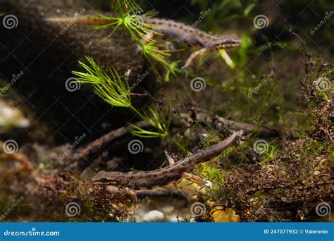 Common Newt Males on Breeding Site of Freshwater Biotope Aquarium Design Detail with Tree Roots ...