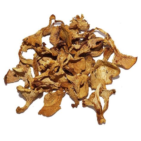 Cantharellus Mushrooms