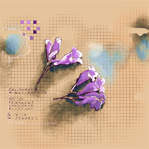 The painted study of some jacaranda mimosipholia blossums in early June Symbol Drawing, Tree ...