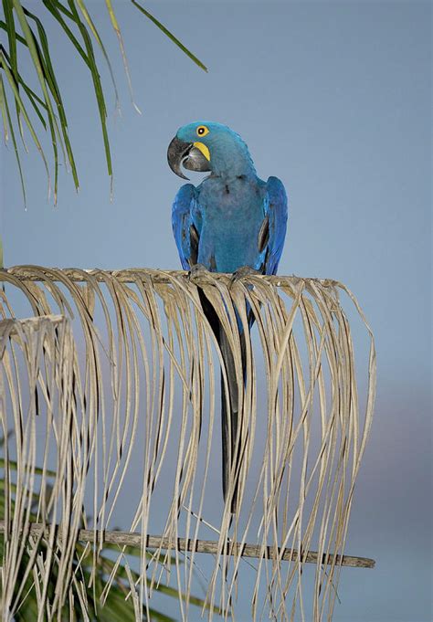 Pantanal, The World Largest Wetland Photograph by Fritz Polking - Vwpics - Fine Art America