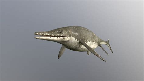 ichthyosaurus - Download Free 3D model by Julian Johnson-Mortimer ...