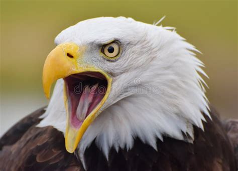 Bald Eagle Haliaeetus Leucocephalus Screeching Stock Photo - Image of ...