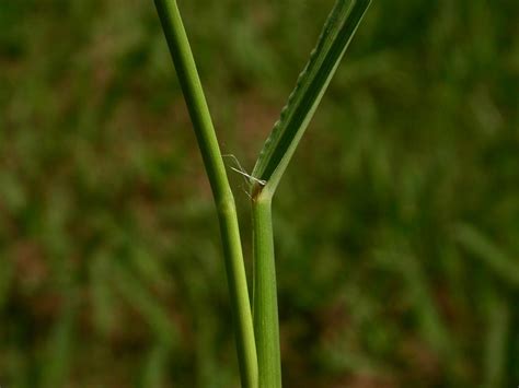 Paspalum dilatatum (Poaceae) image 12074 at PhytoImages.siu.edu