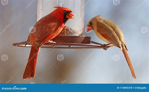 Gorgeous Couple of Red Northern Cardinal Colorful Bird Eating Seeds from a Bird Seed Feeder ...