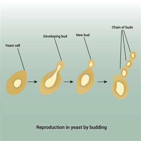 Asexual Reproduction Budding Yeast