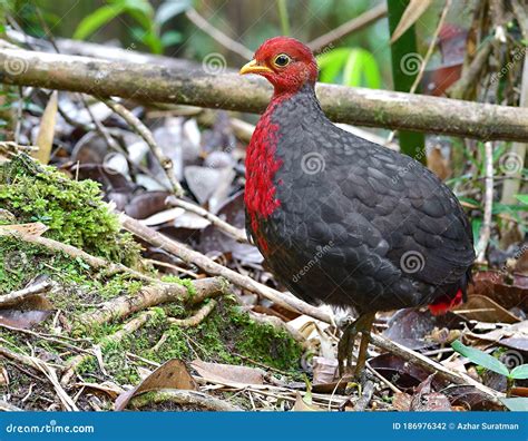 Up Close a Crimson Headed Partridge or Haematortyx Sanguiniceps is a ...