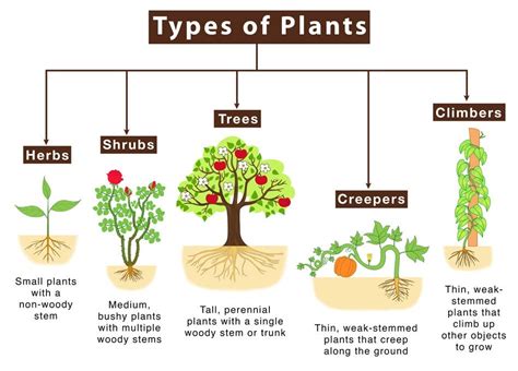 Important For Students! Classification Of Plants According To Growth Habit - ⓈⓊⓂⒾⓉ ⓀⓊⓂⒶⓇ - Medium